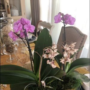 Meet your Posher, Kenia